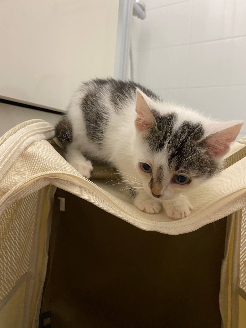 Котёнок Честер сидит на переноске