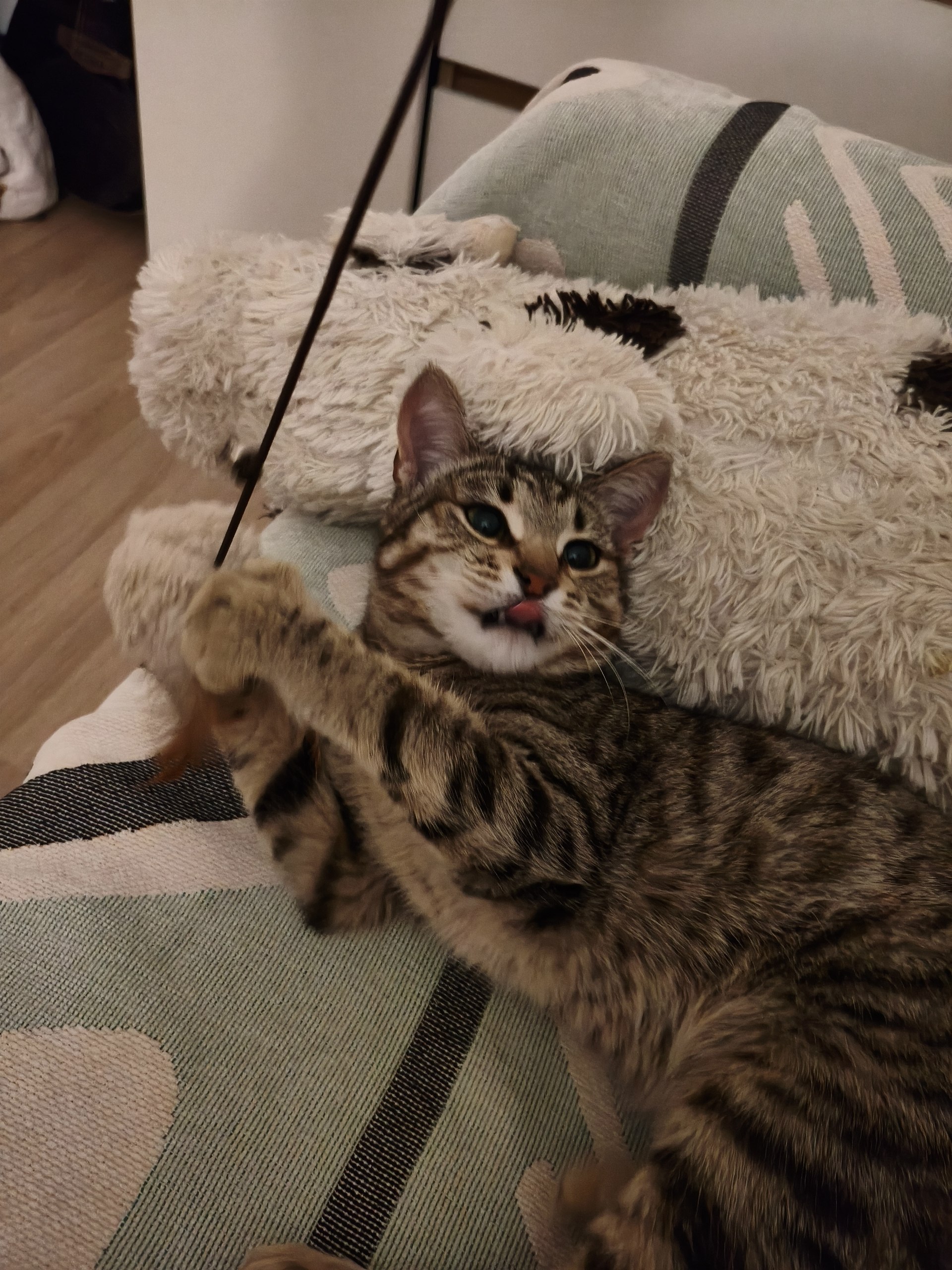 Шпротик играет дома