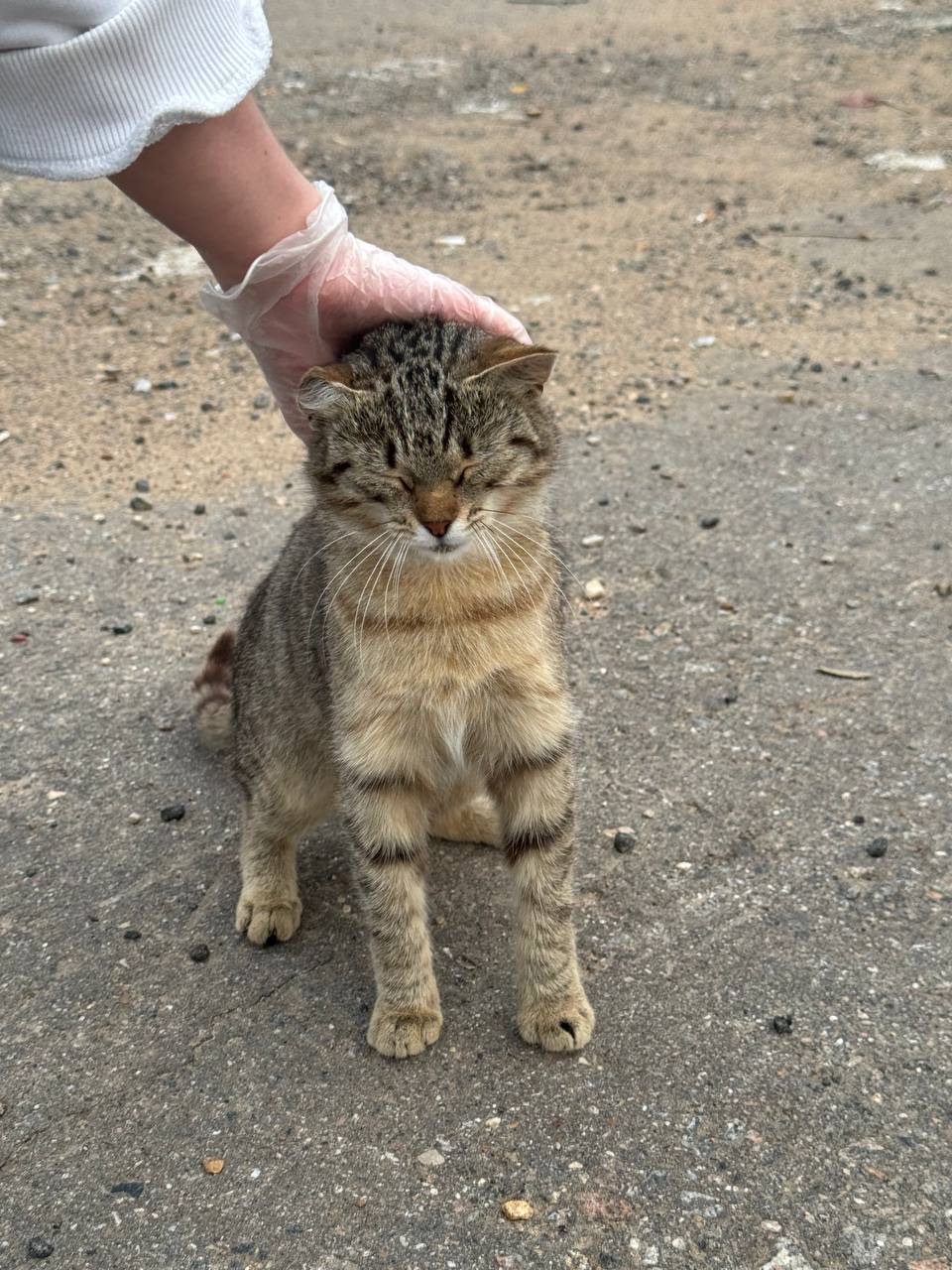 Полосатую кошку Шуру гладят на улице