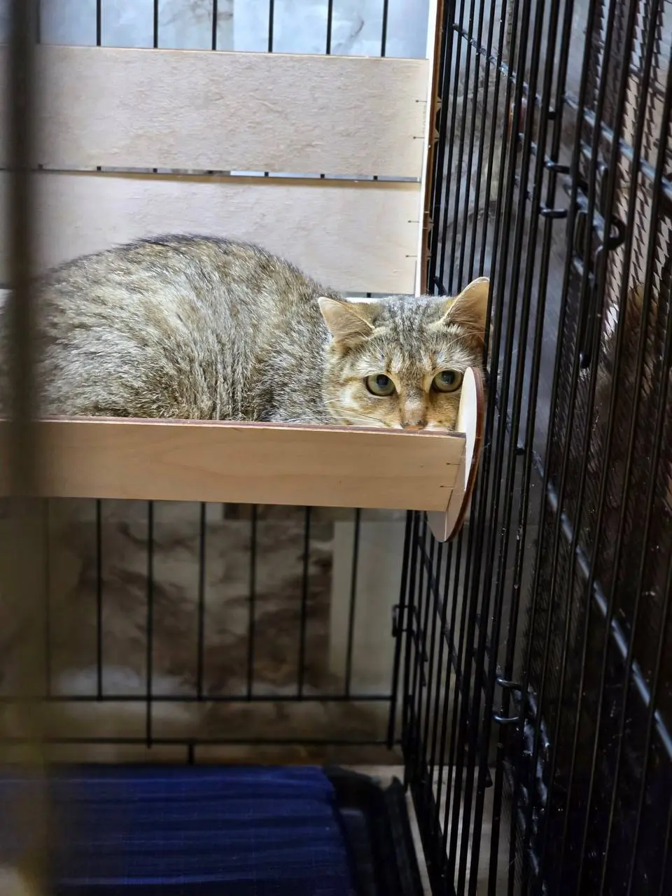 Кошка Соня лежит на полке в клетке